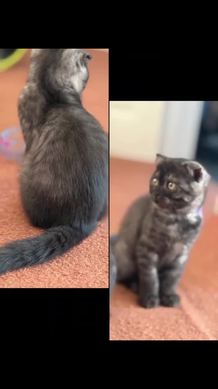 Scottish Fold cats for sale:  3 Full Pedigree Fold Girls        - Video 2