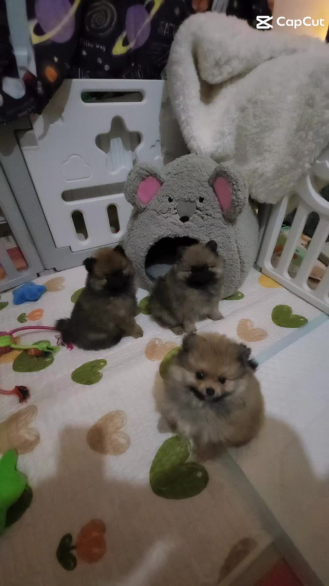 Pomeranian dogs for sale: Gorgeous fluffy Pomeranian boys - Video 1