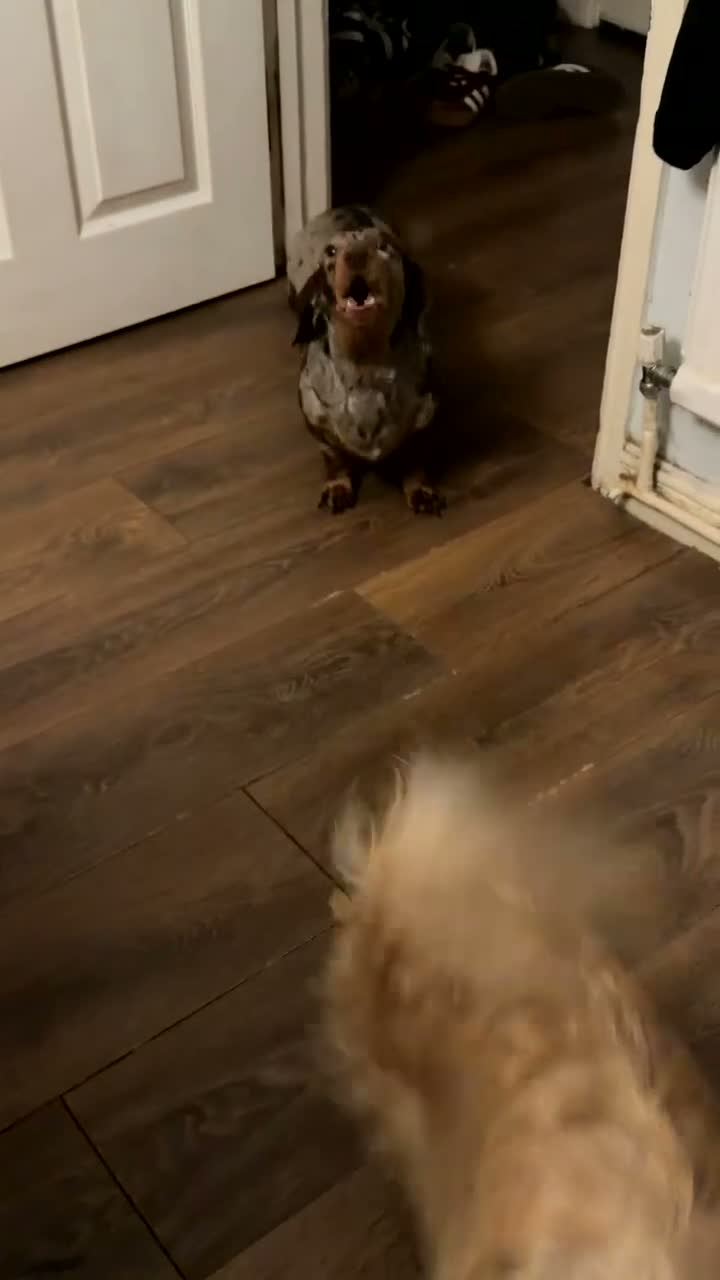 Miniature Dachshund dogs for sale: Miniature smooth coat silver dapple dachshund  in Coalville - Video 1