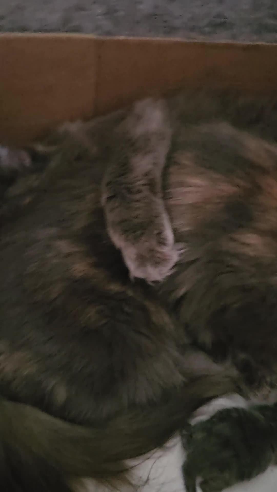 Mixed Breed cats for sale: Fluffy kittens  - Video 1