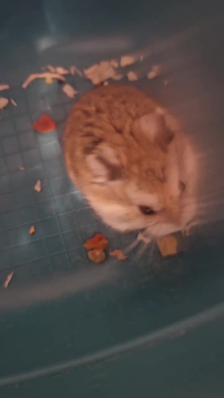 Hamster rodents for sale: male russian dwarf hamster in Tamworth - Video 1