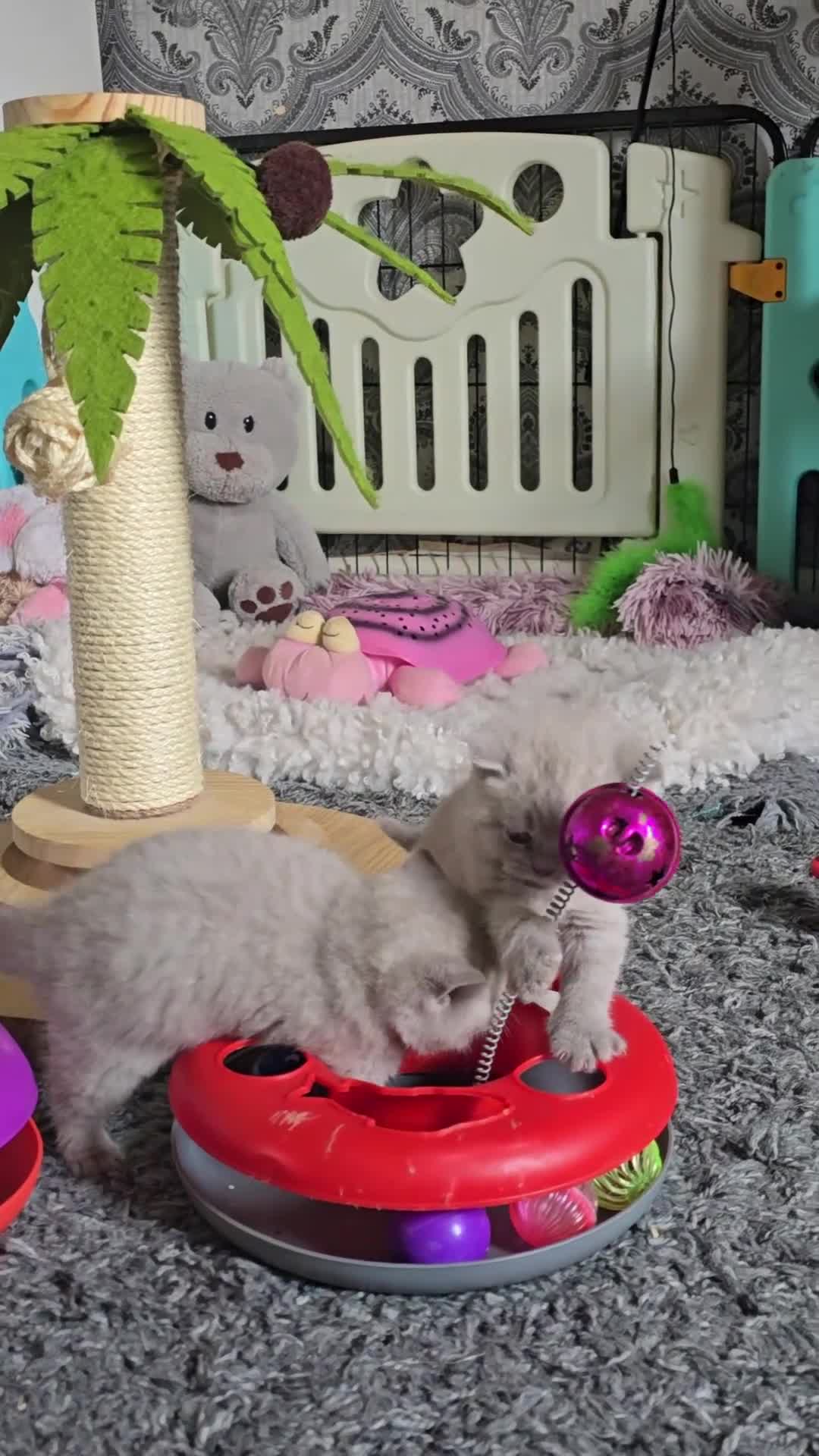 British Shorthair cats for sale: GCCF Champion line kittens - Video 1