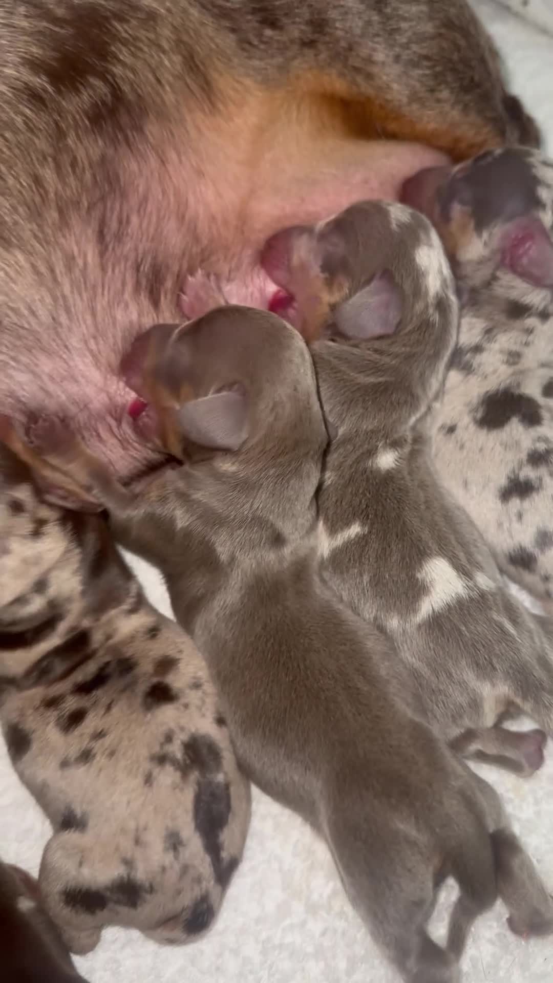 Miniature Dachshund dogs for sale: Outstanding miniature dachshund puppies  - Video 1