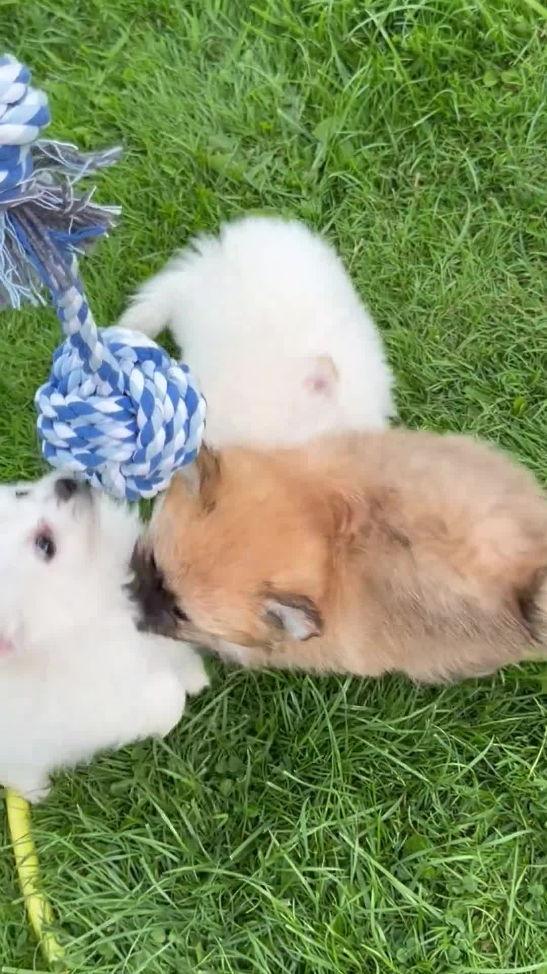 Pomeranian dogs for sale: Beautiful Pomeranian Puppies  - Video 1