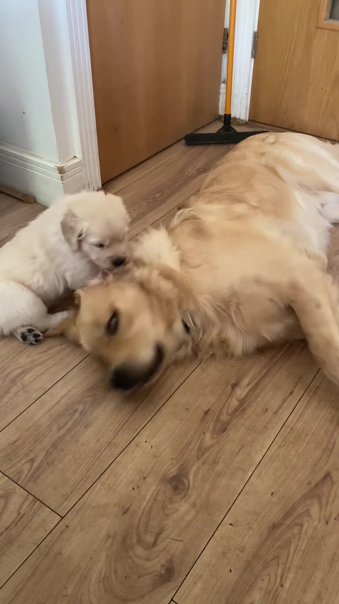 Golden Retriever dogs for sale: Golden retriever puppies - Video 1