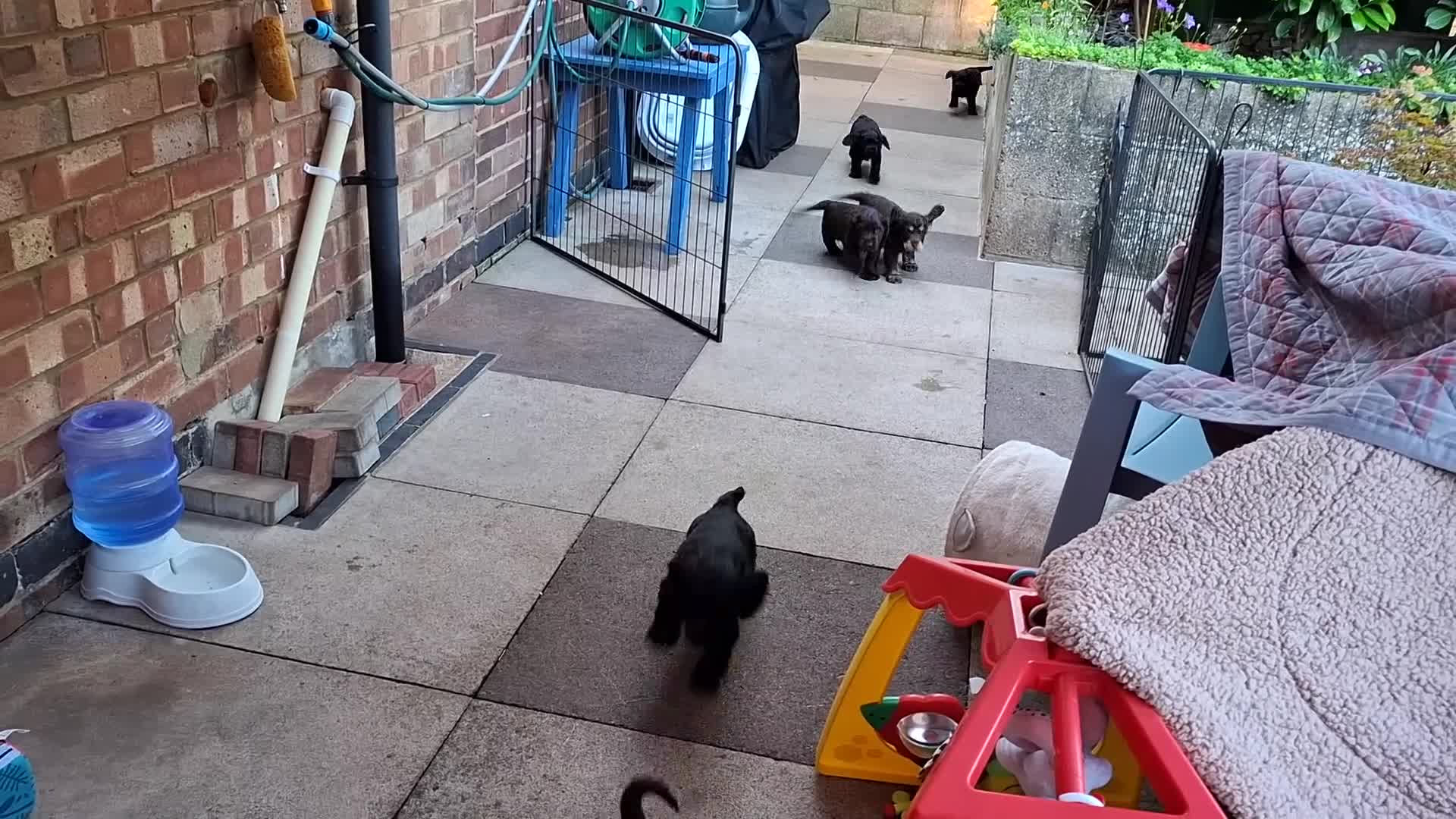 Cocker Spaniel dogs for sale: Show type KC Reg Cocker Spaniel Puppies Available - Video 1