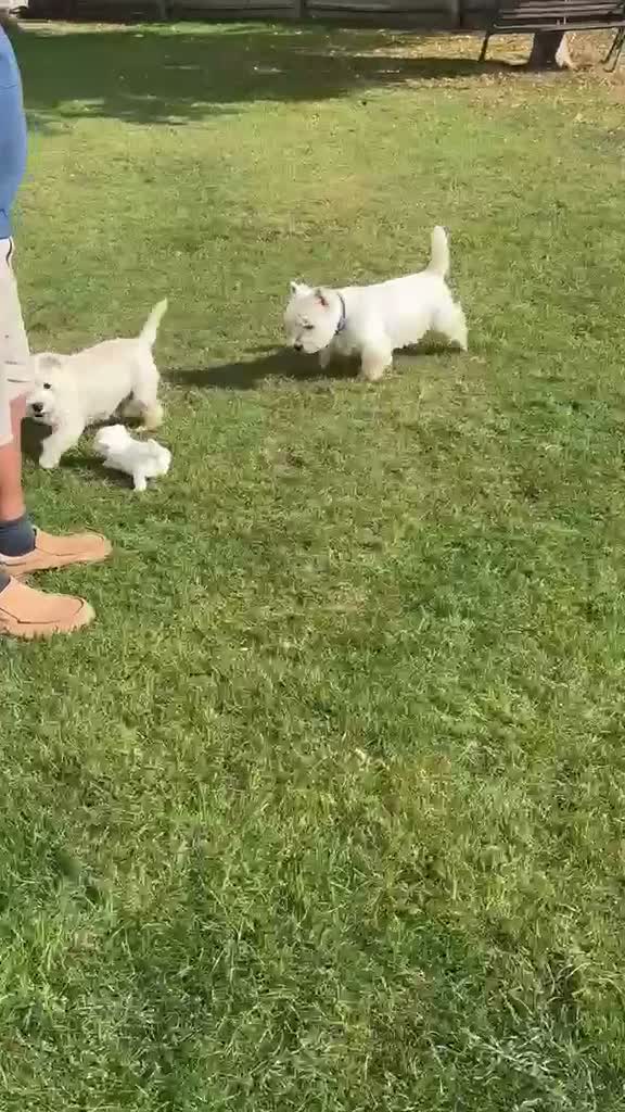 West Highland Terrier dogs for sale: Westdrew Westies - 5 star licensed breeder - Video 1