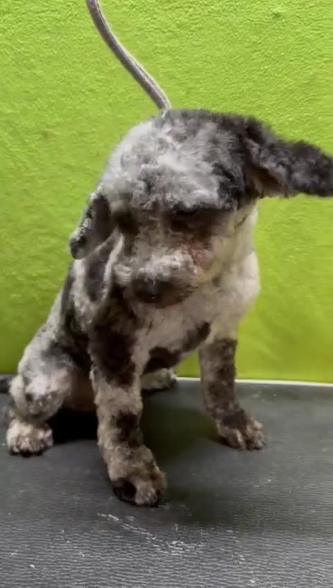 Poodle dogs for adoption: Dusty's Story: Spirit Unbroken - Video 1