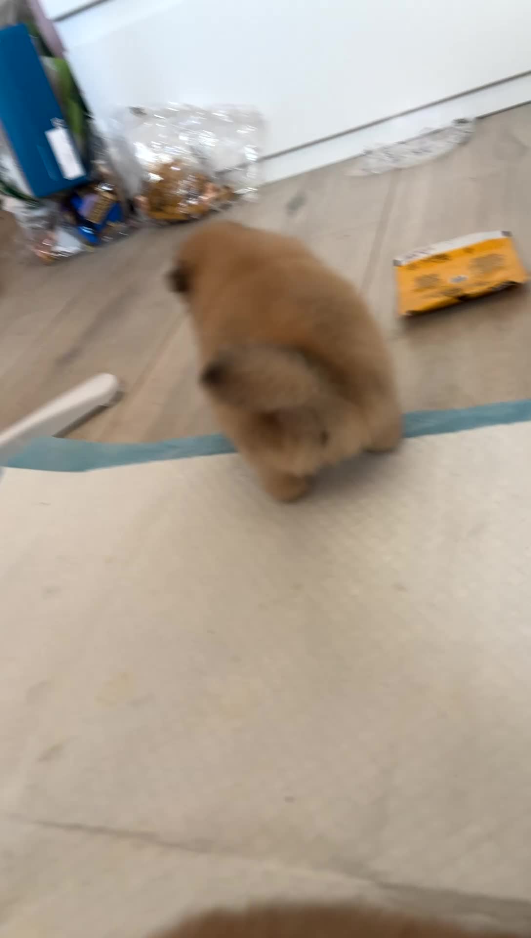 Pomeranian dogs for sale: Pomeranian puppies 4 weeks old currently  - Video 1