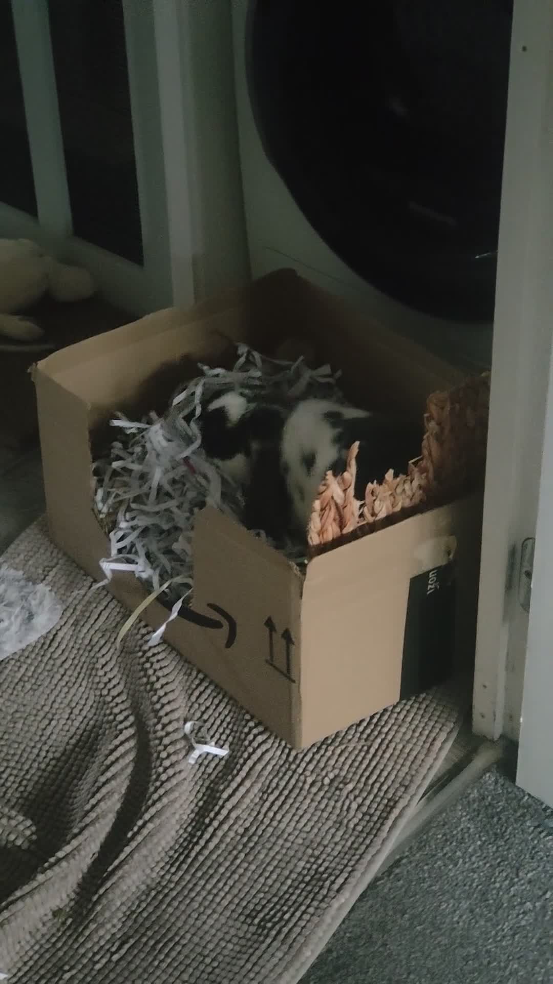 Dwarf Lop rabbits for sale: Male Dwarf lop 10 months old - Video 2