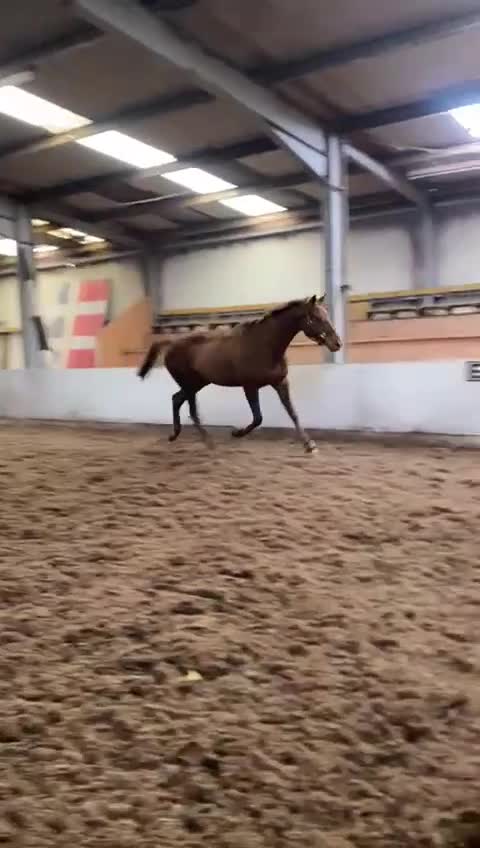 Irish Thoroughbred horses for sale: 16.3 chestnut gelding  - Video 1
