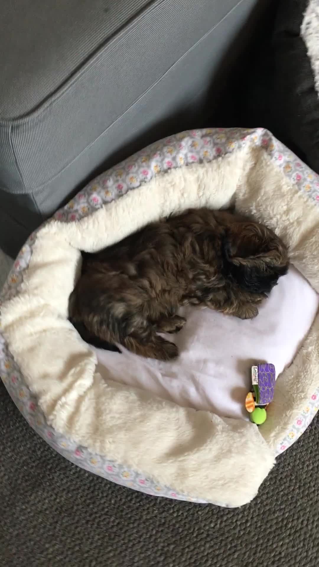 Shih Tzu dogs for sale: Shih Tzu puppies - Video 1