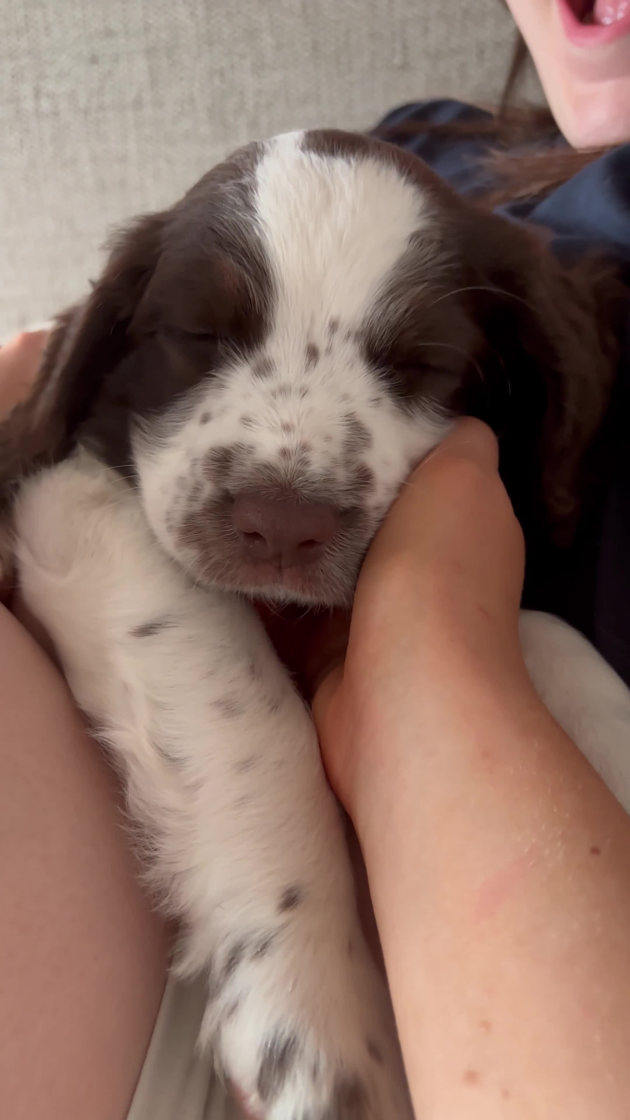 English Springer Spaniel dogs for sale: KENNEL CLUB Pedigree Springer Spaniel Puppies - Video 1