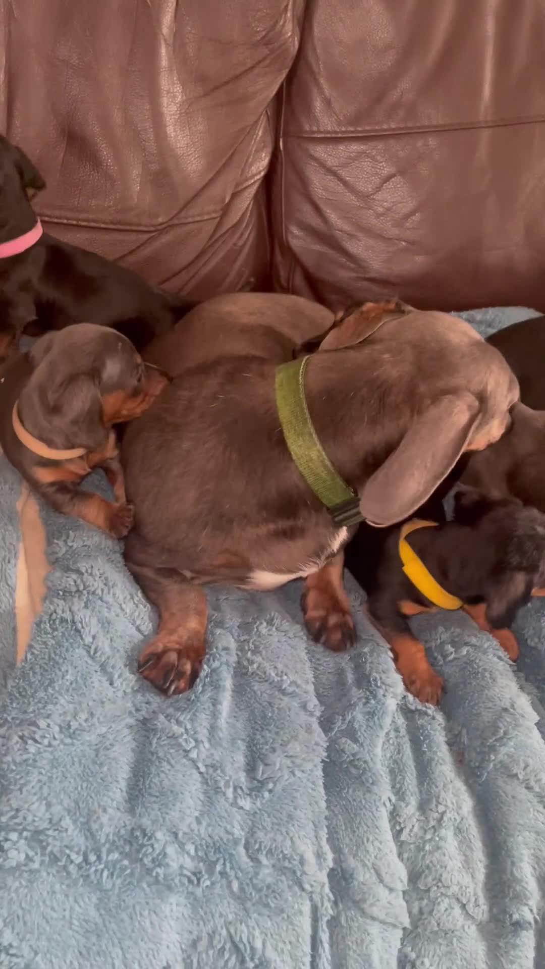 Dachshund dogs for sale: Miniature Dachshund stunning  - Video 1