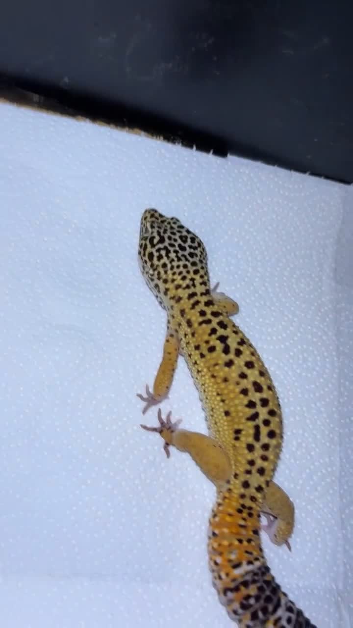 Leopard Gecko reptiles for sale: Female leopard gecko  - Video 1
