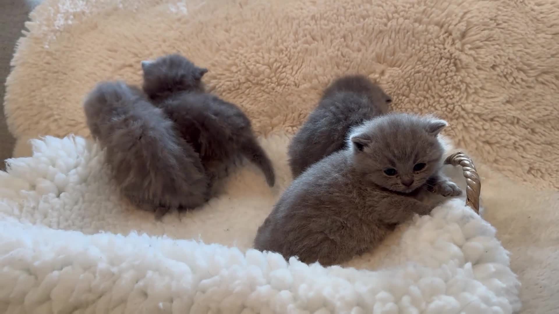 British Shorthair cats for sale: GCCF BSH Blue Kittens – Enquiries Now Open in Uckfield - Video 1