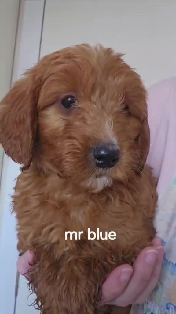 Goldendoodle dogs for sale: 7 outstanding miniature f1b goldendoodle  - Video 5