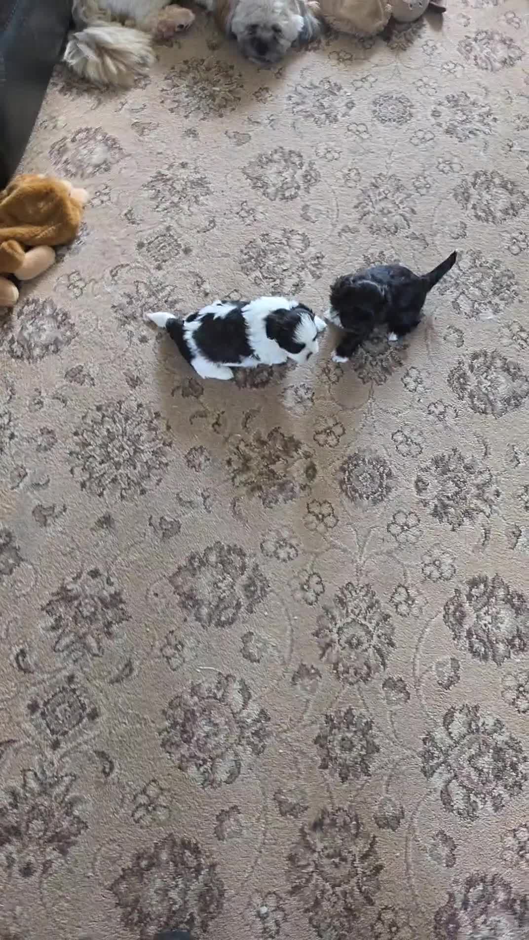 Lhasa Apso dogs for sale: Lahsa apso pups 4 Lhasa  in Dewsbury - Video 2