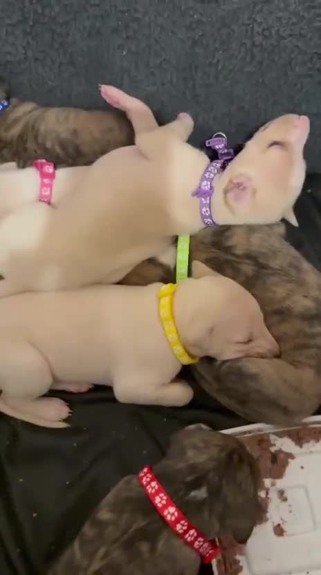 Whippet dogs for sale: 4 x 4 week old pups - Video 1