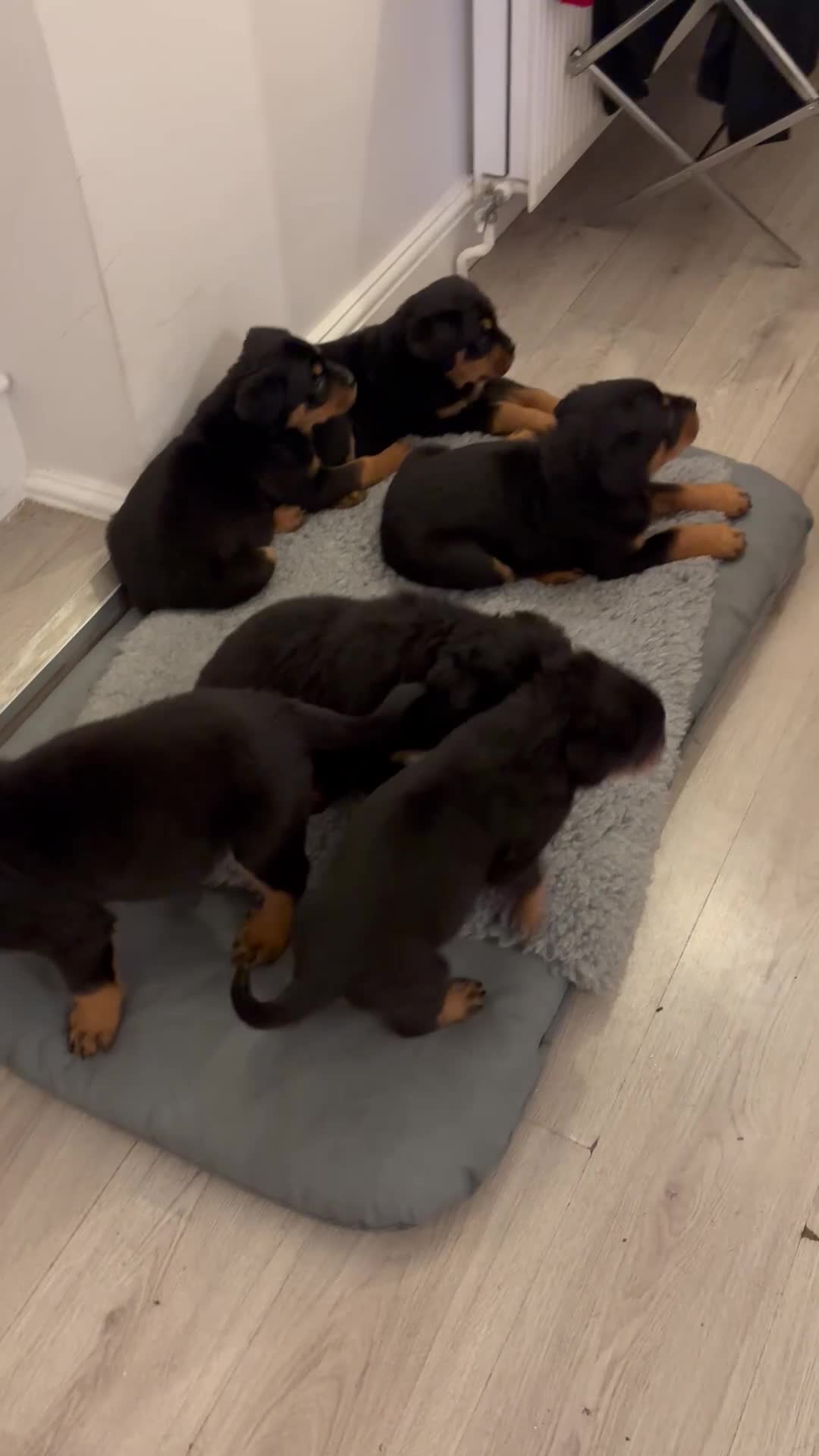 Rottweiler dogs for sale: 🐾🐶 beautifulRottweiler puppies 3 Girls Left🐶🐾 - Video 5