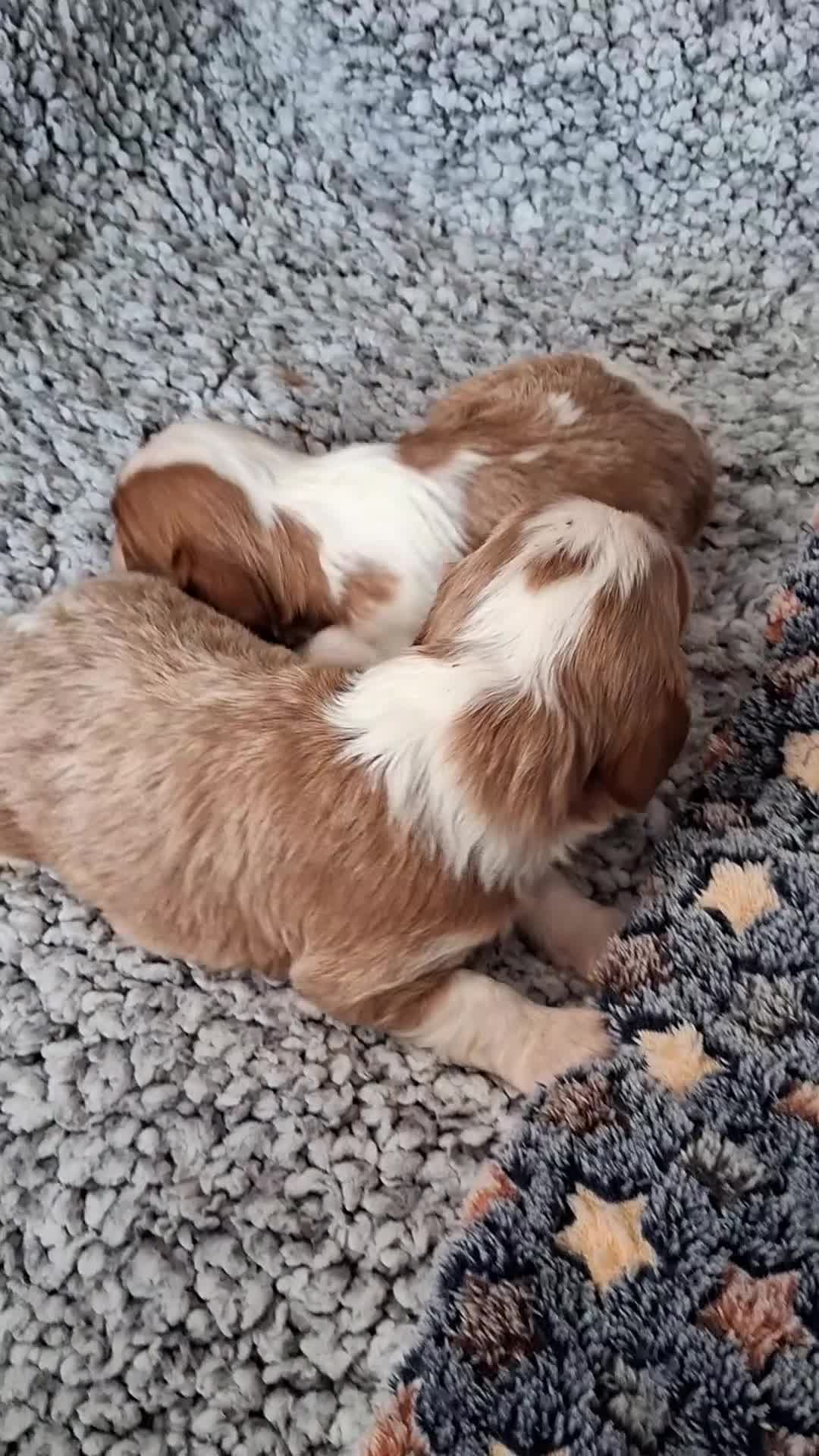 Cavalier King Charles Spaniel dogs for sale: Cavalier king Charles health tested parents  - Video 1