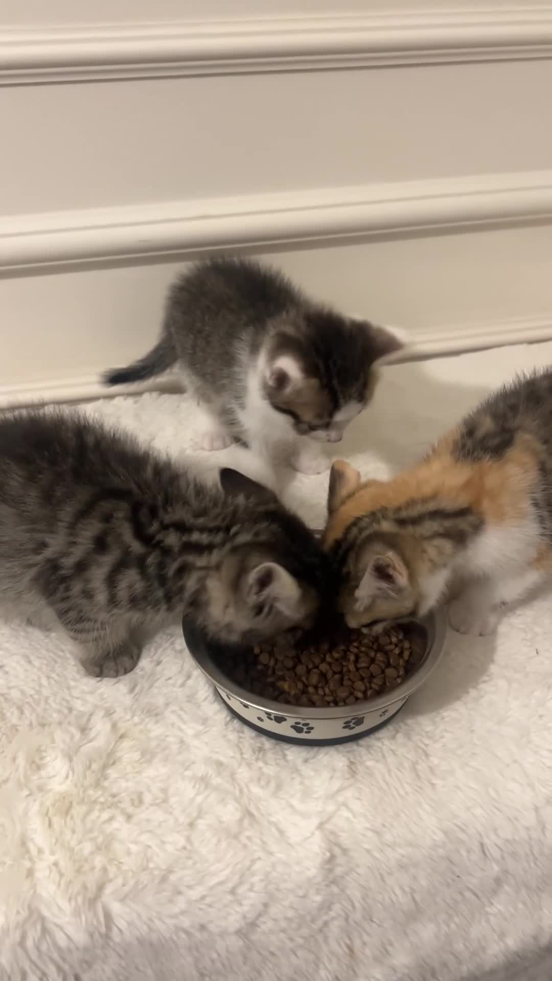 Mixed Breed cats for sale: Kittens Looking for Their Forever Homes MIXED BSH in London - Video 1