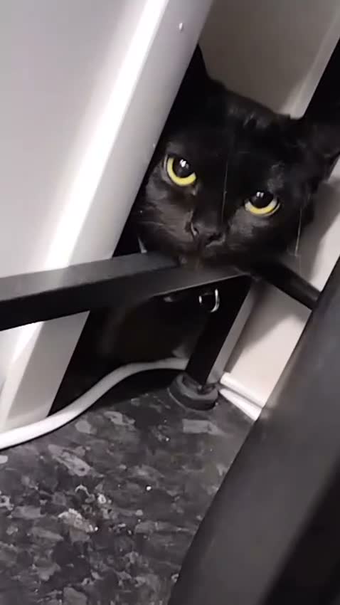 Domestic Shorthair cats for sale: 6 month old female for rehoming  in Bury - Video 1