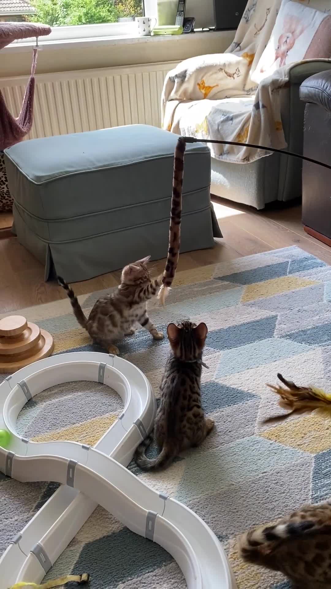 Bengal cats for sale: Nevaeh Bengals — Premium UK Bengal Breeder - Video 1