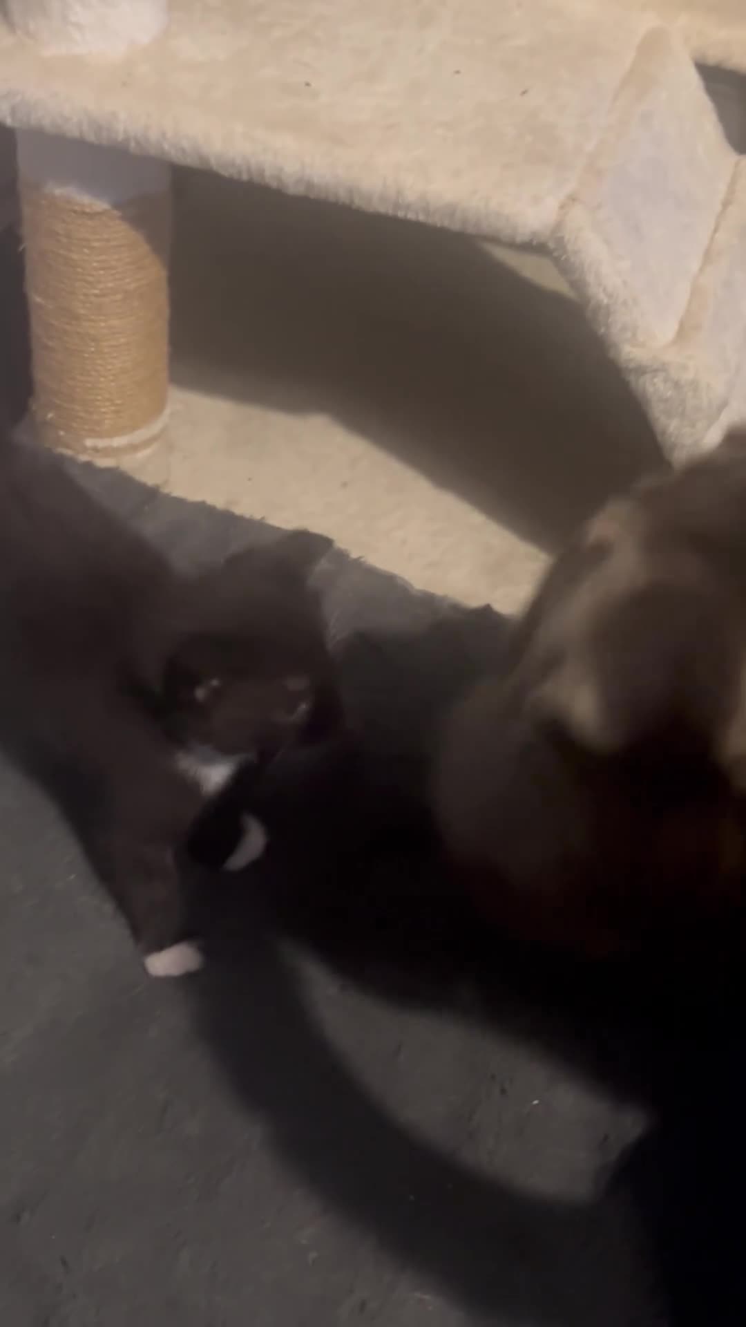 Mixed Breed cats for sale: 2x male kittens - Video 1