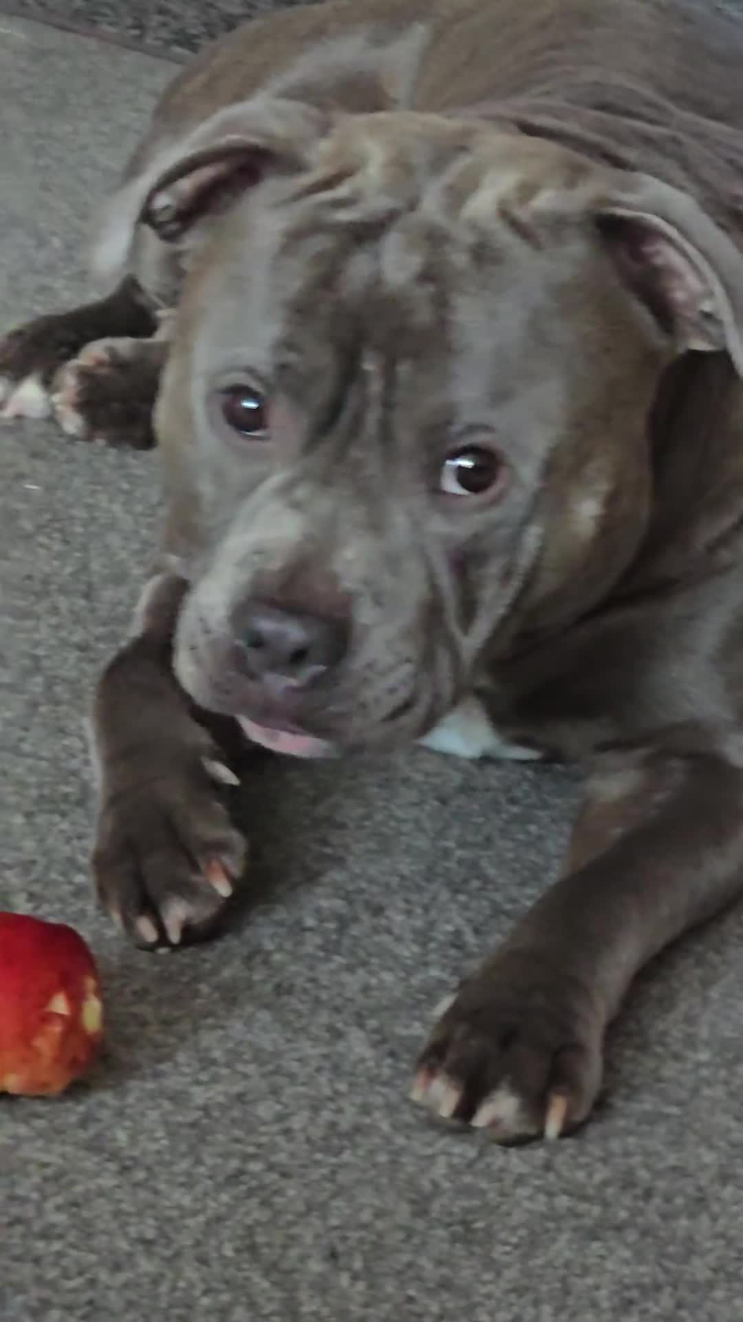 Staffordshire Bull Terrier dogs for stud: Jimmy Stafford  - Video 1