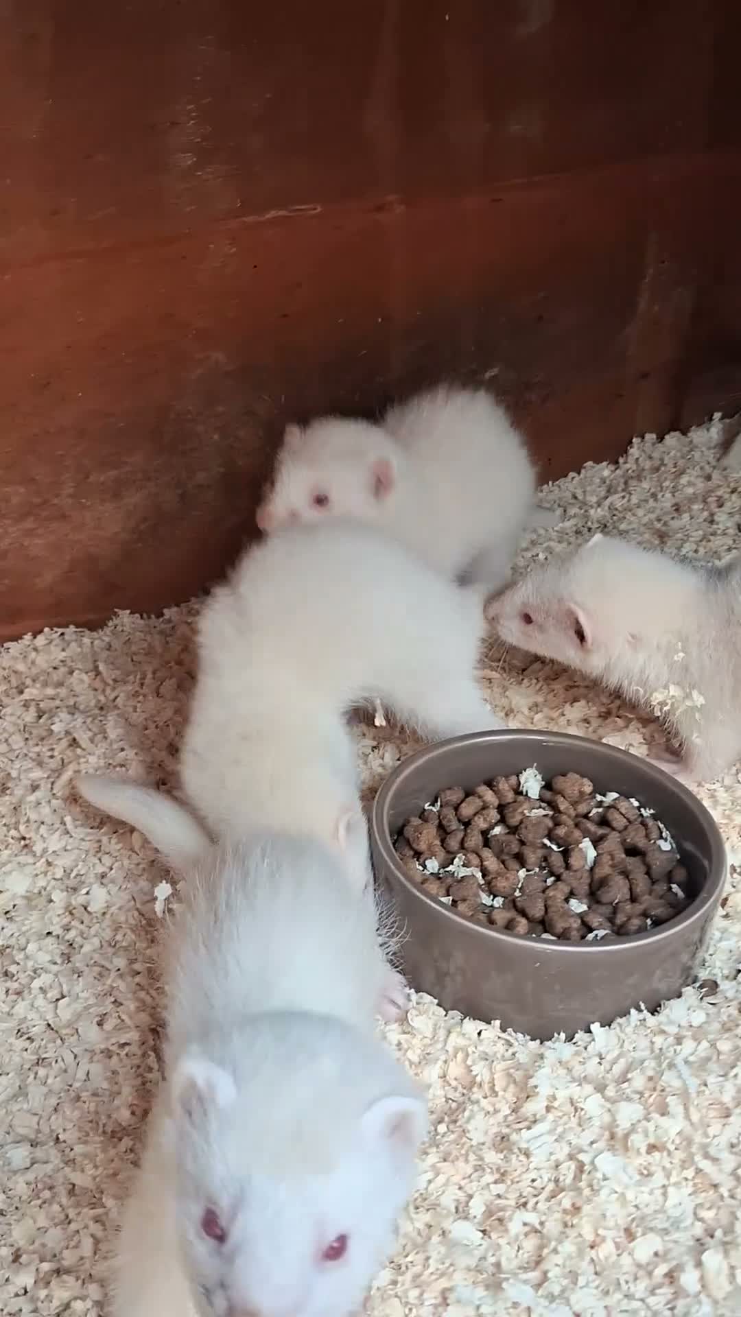 Ferret rodents for sale: Ferret kits - Video 1
