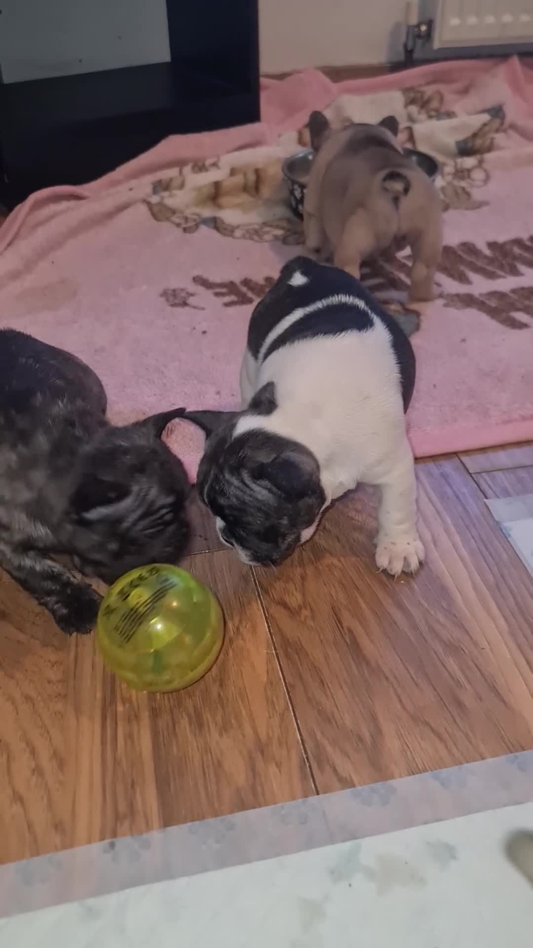 French Bulldog dogs for sale: French Bulldog puppies - Video 1