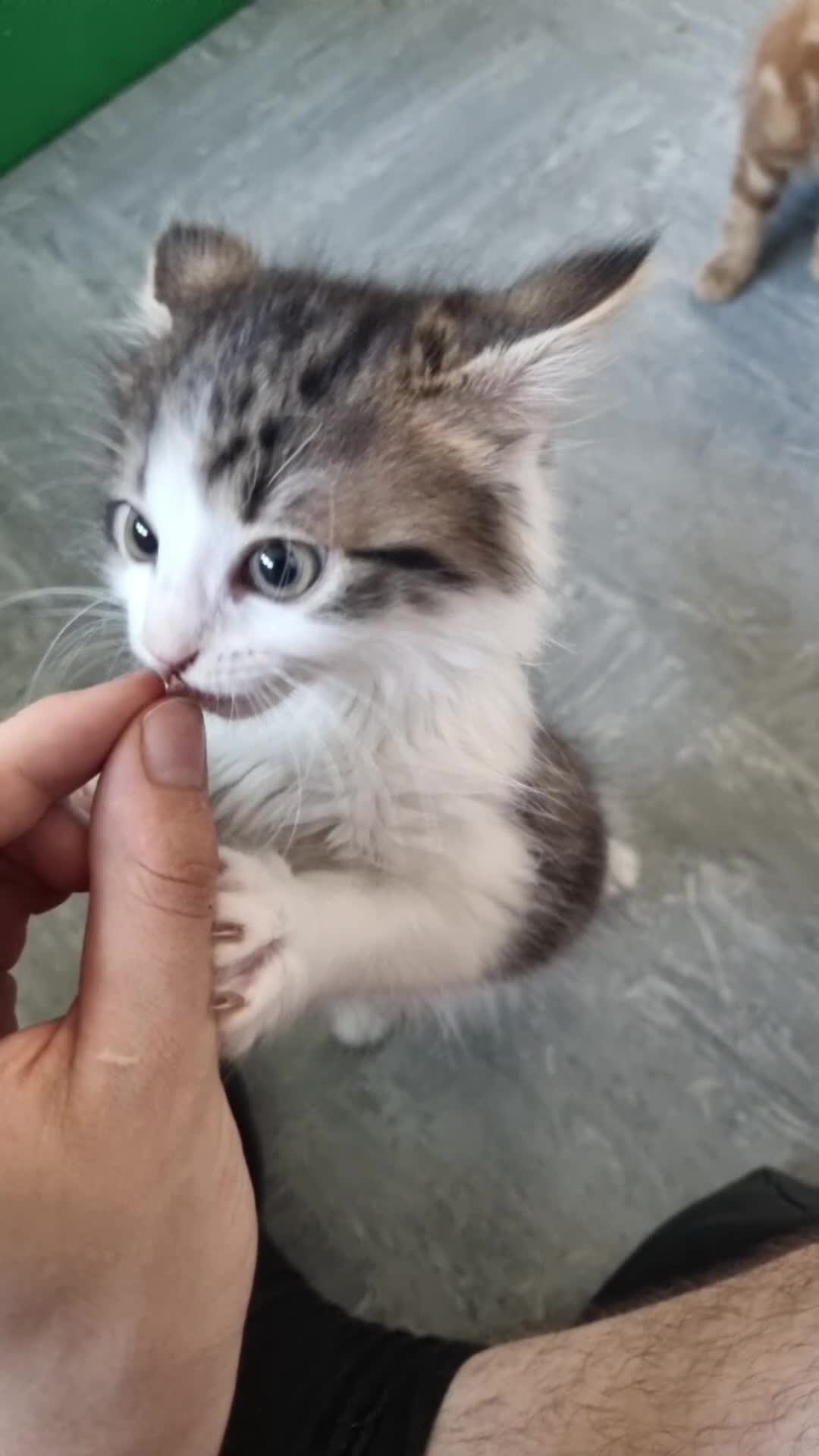 Mixed Breed cats for sale: 2 female kittens in Birmingham - Video 1