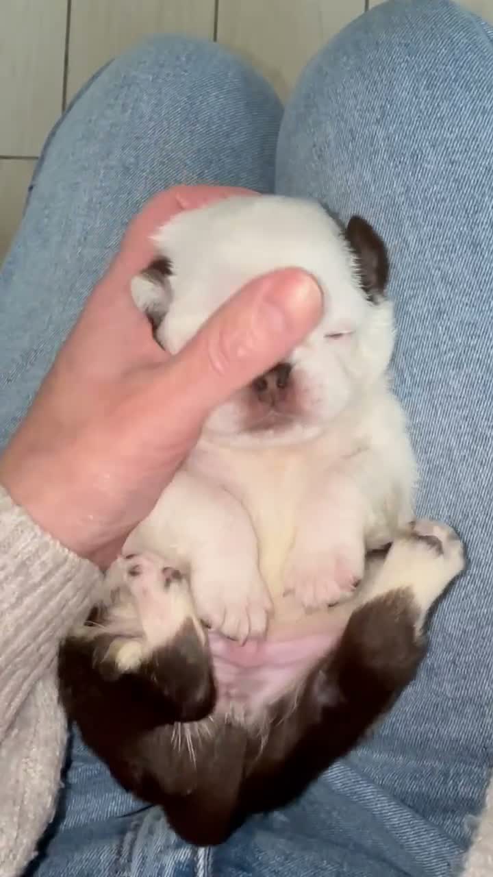Pug dogs for sale: Kc lilac and choc pugs - 5 star licenced breeder - Video 4