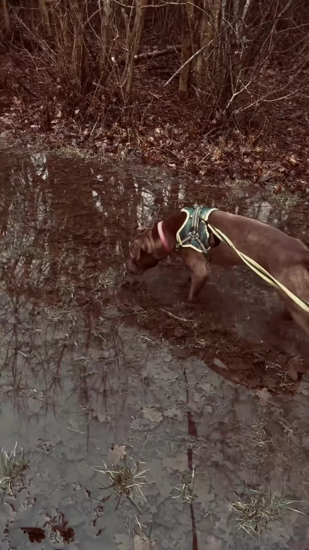 Mixed Breed dogs for sale: Staff x Lab  - Video 2