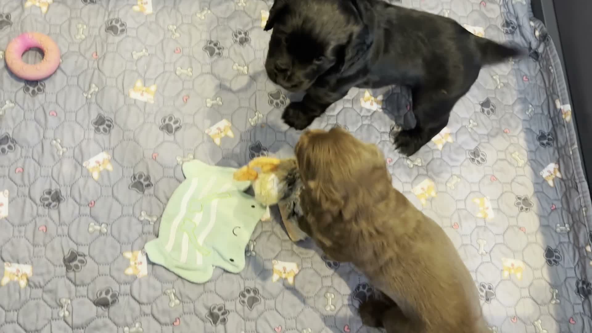 Cocker Spaniel dogs for sale: Gorgeous Working Cocker Spaniel Puppies 🐾 - Video 1