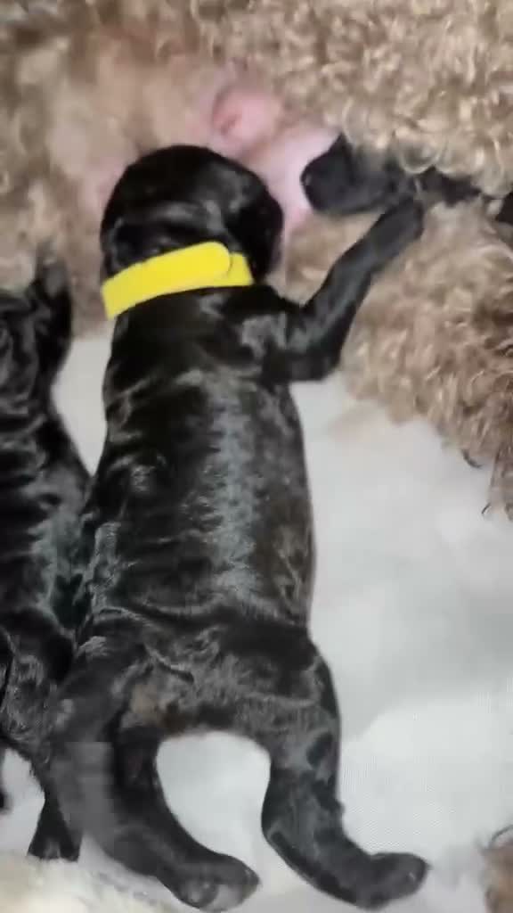 Cockapoo dogs for sale: F1BB Toy Cockapoos - Video 2