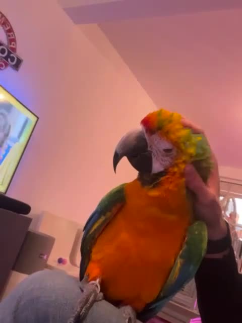 Parrots birds for sale: Supertame Catalina macaw female dominant yellow - Video 3
