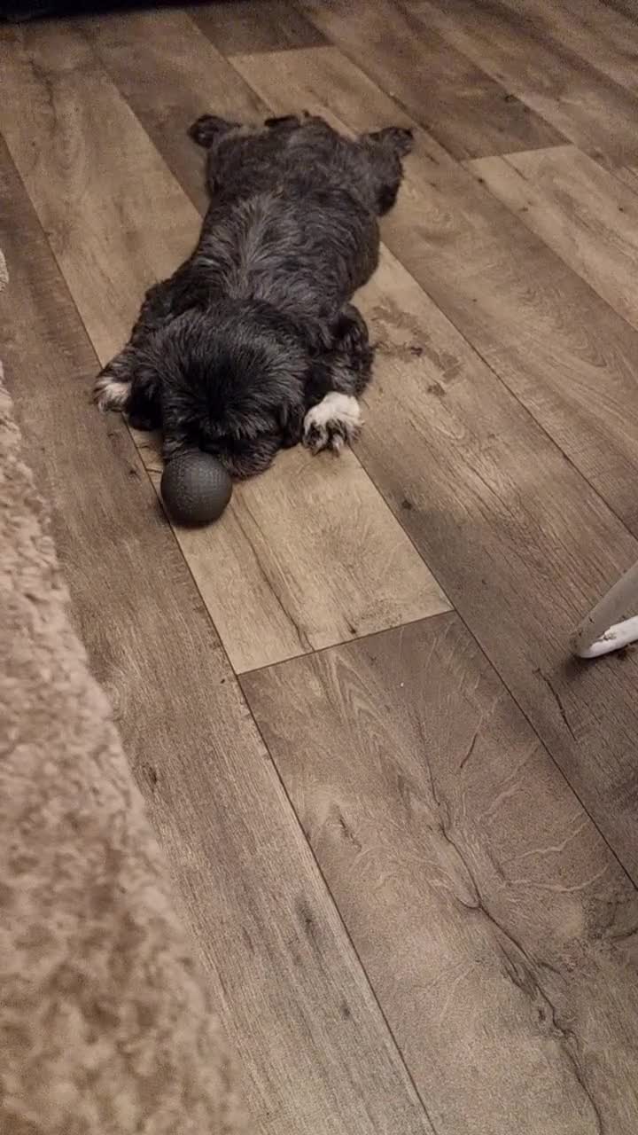 Shih Tzu dogs for sale: Loving cheeky Shihtzu for loving home ❤️ - Video 1