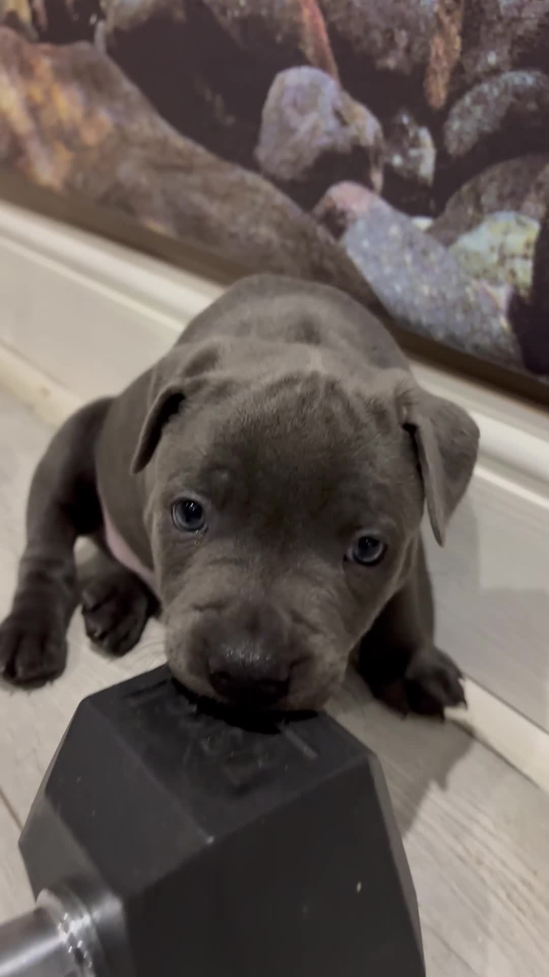 Staffordshire Bull Terrier dogs for sale: Dw Kc registered Blue Staffordshire Bull Terriers. - Video 4