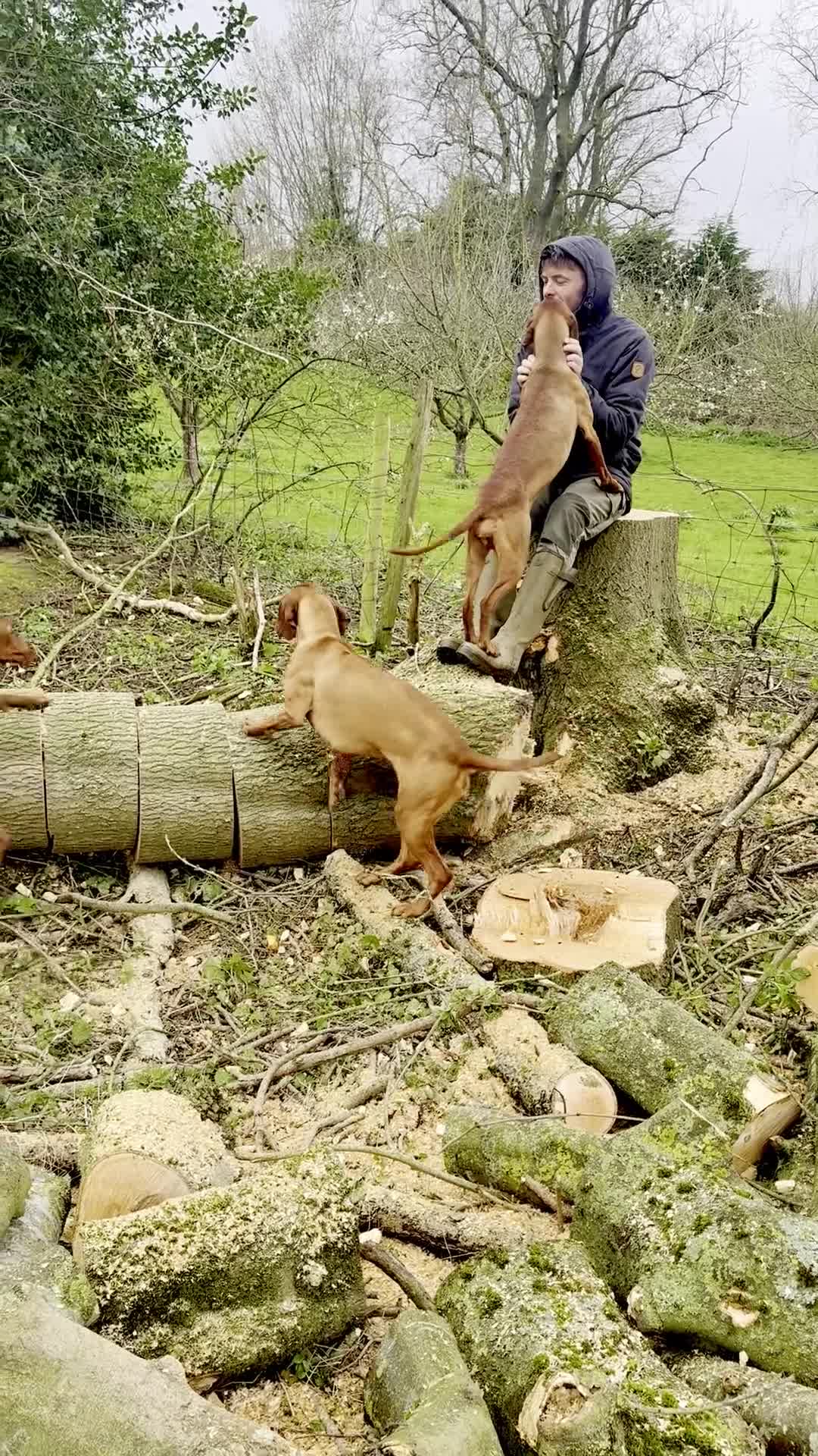 Hungarian Vizsla dogs for sale: Hungarian Vizsla expected litter June 2026 in Richmond - Video 1