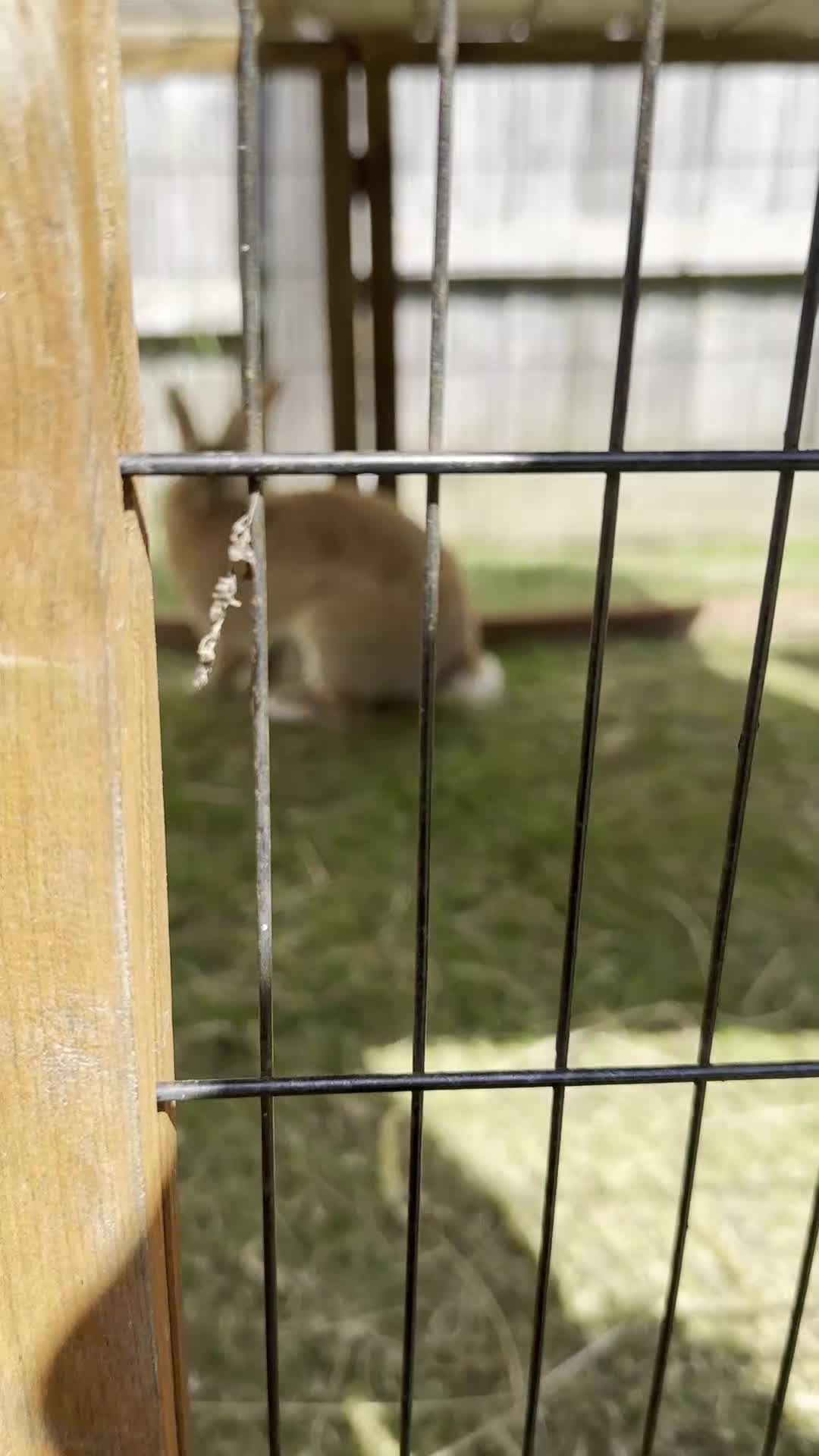 Californian rabbits for sale: 2 Female Californian Rabbits. - Video 2