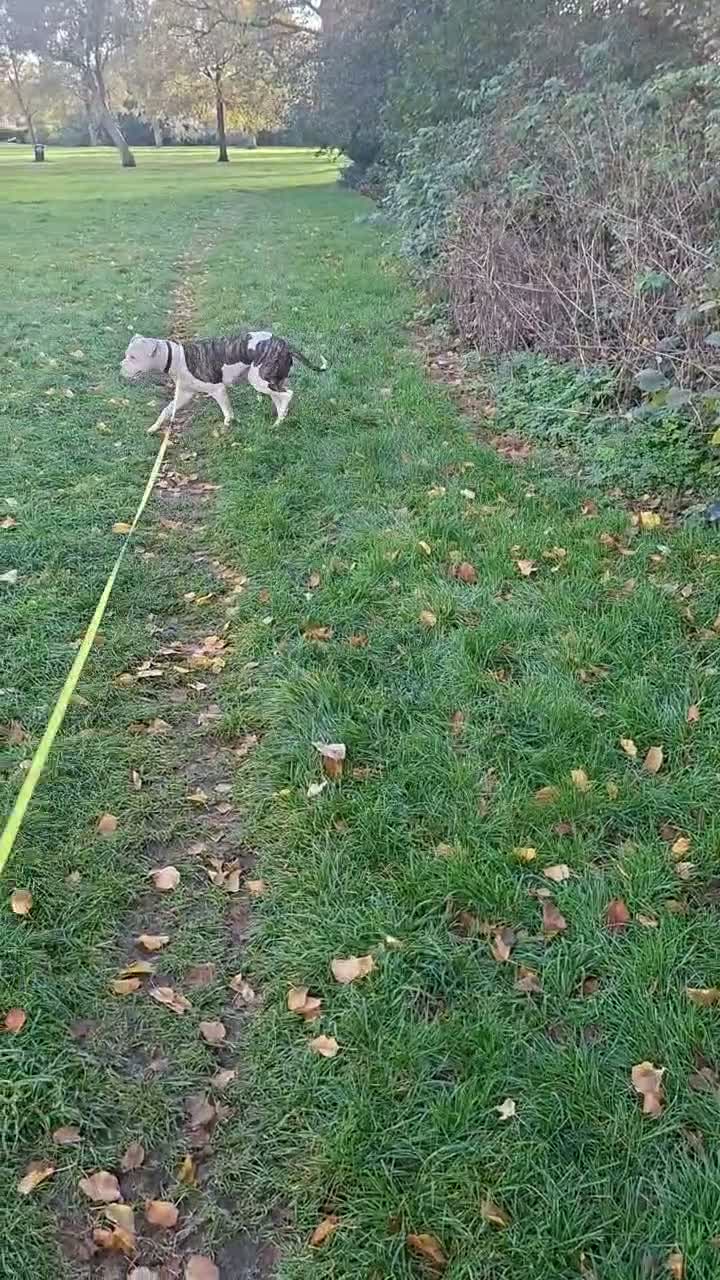 Mixed Breed dogs for sale: Staffy cross americanbulldog asap rehome or foster in Sutton Coldfield - Video 2