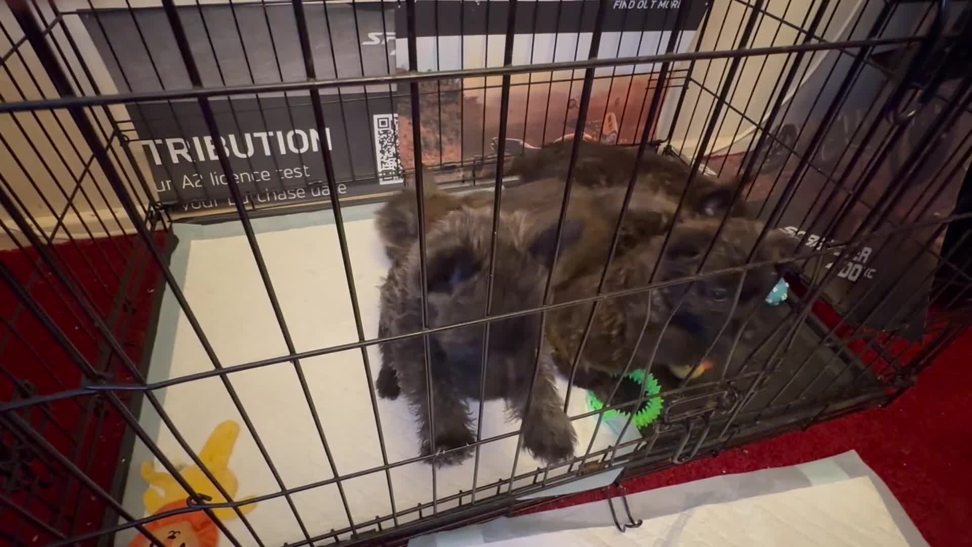 Mixed Breed dogs for sale: Cairland Terrier  Westie x Cairn Terrier Hybrid  - Video 1