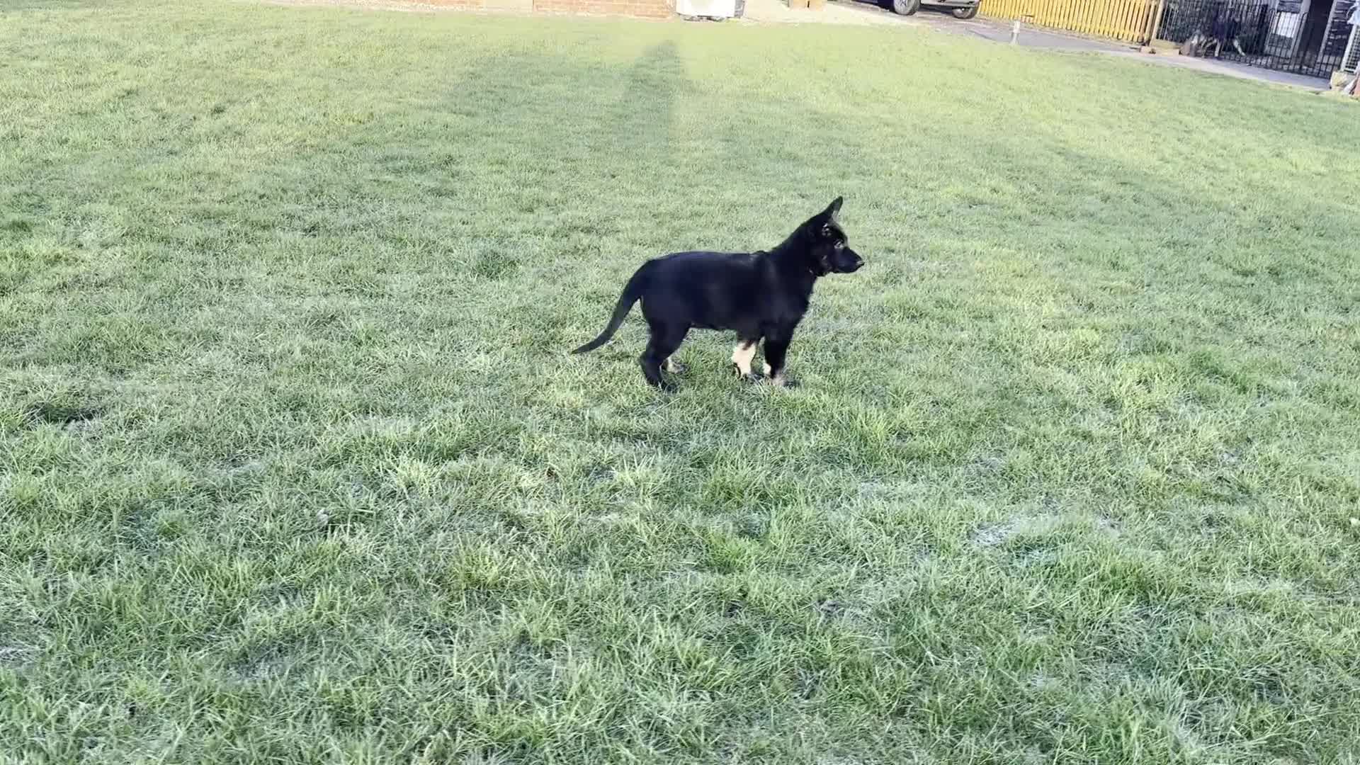 German Shepherd dogs for sale: ONE EXCLUSIVE FEMALE GSD PUP, HOME RARED AND BRED. - Video 3