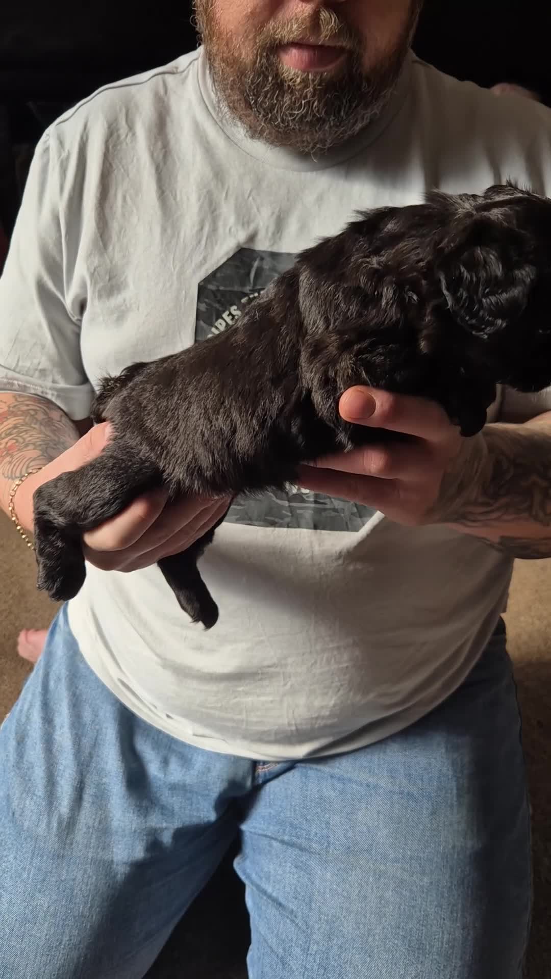 French Bulldog dogs for sale: 3 female french bulldogs - Video 1