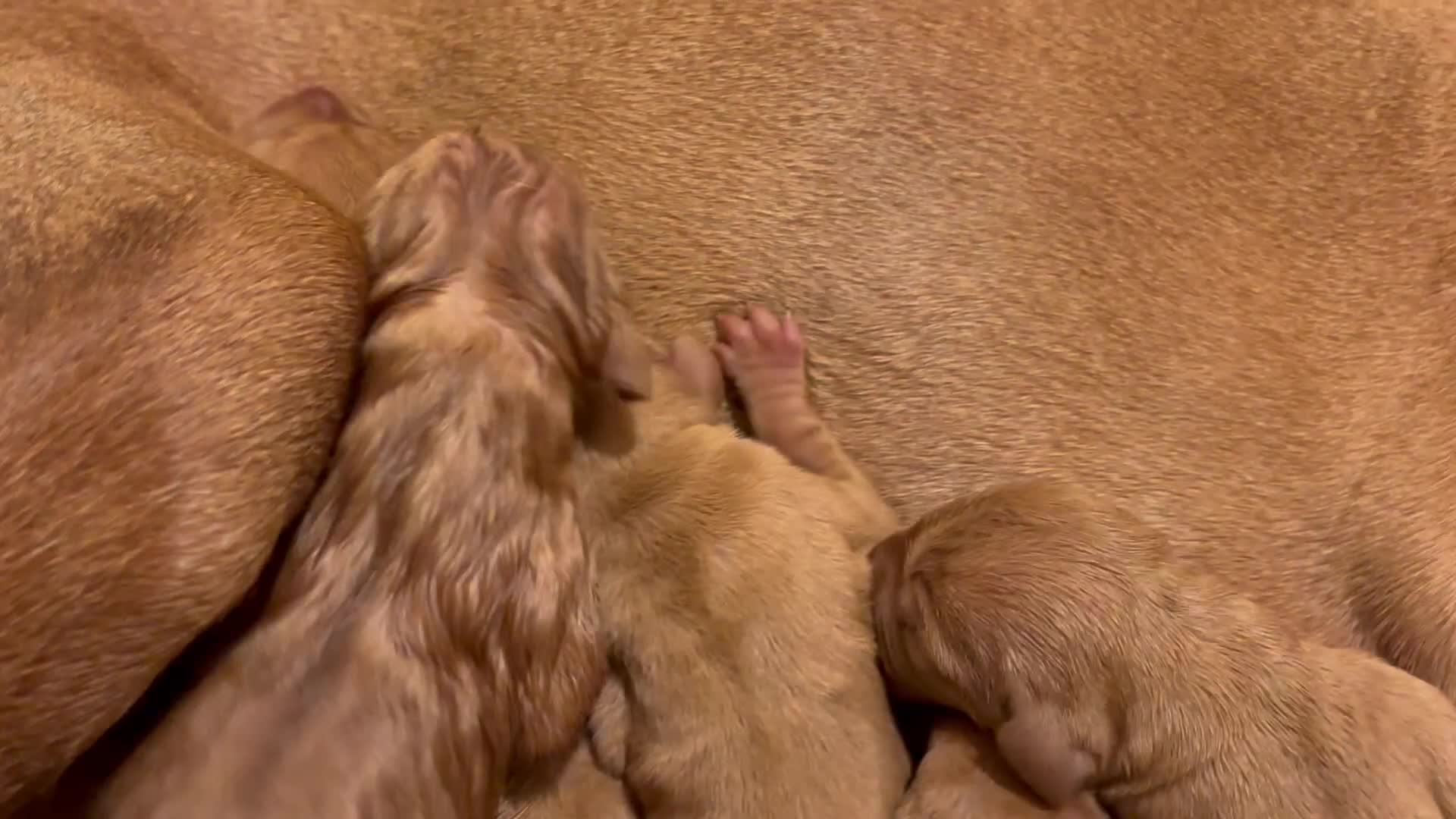 Hungarian Vizsla dogs for sale: Ready to leave KC Registered Vizsla Puppy  - Video 3
