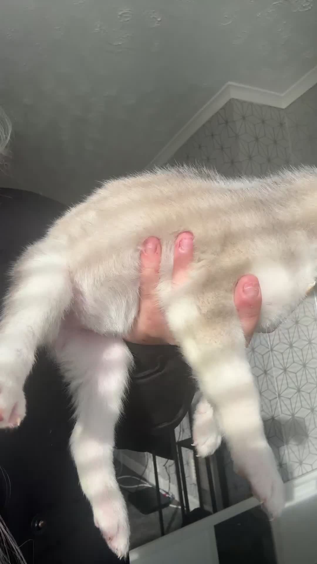 Siberian Husky dogs for sale: Husky puppies - Video 2