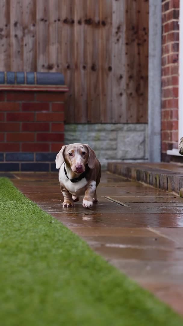 Miniature Dachshund dogs for stud: Miniature Dachshund Stud KC registered.  in Derby - Video 1