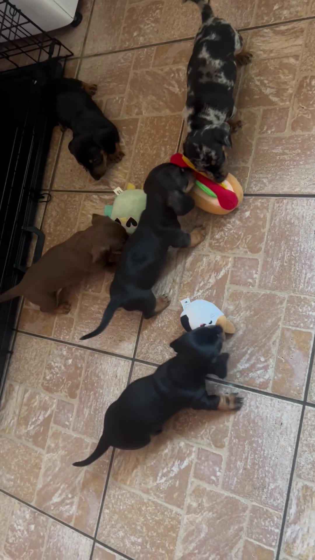 Miniature Dachshund dogs for sale: READY TO LEAVE BLACK/TAN MINIATURE DACHSHUND KC  - Video 1